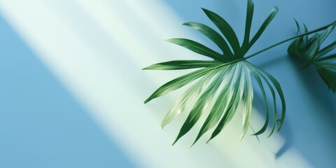 Obraz na płótnie Canvas Palm leaves on the light blue wall. Palm tree leaves. Blue wall with palm tree leaves.