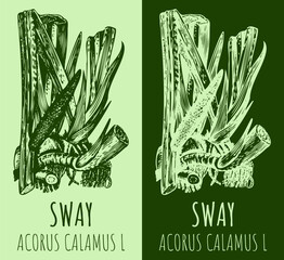 Vector drawings sway or muskrat root. Hand drawn illustration. Latin name ACORUS CALAMUS L.

