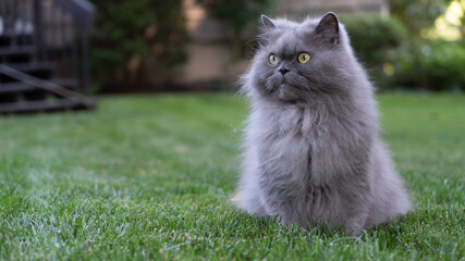 Naklejka na ściany i meble Persian Cat in Grassy Field
