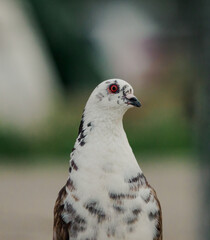 Piebald Pigeon