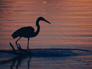 Crane hunting in sunset water.
