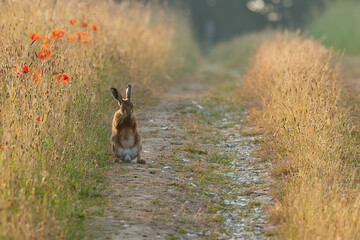 Norfolk brown hare washing at sunrise on a track - 616478156