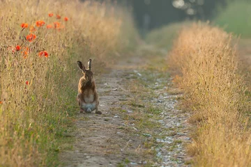 Foto op Aluminium Norfolk brown hare washing at sunrise on a track © mreco