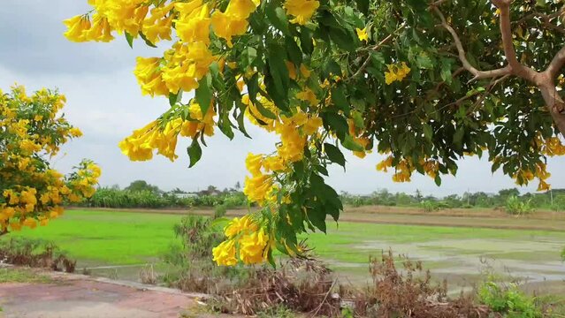 Yellow trumpet flowers gently sway in the wind