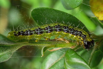Raupe des Buchsbaumzünslers (Cydalima perspectalis), Bayern, Deutschland