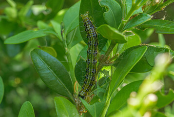 Raupe des Buchsbaumzünslers (Cydalima perspectalis), Bayern, Deutschland