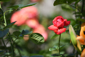 rose flower. Red rose flower background. Red roses on a bush in the garden, close-up. Red rose flower with water drops. Red Rose Magic. beautiful flower in the flowerbed