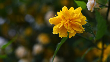 Kerria japonica. Beautiful yellow flower. dew drops, Flower background, garden flowers. yellow flowers and green leaves close-up. bush in a flowerbed with bright yellow flowers, nature background