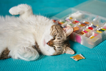 white-breasted fluffy spotted cat lies on its back belly up next to a needlework box with colored...