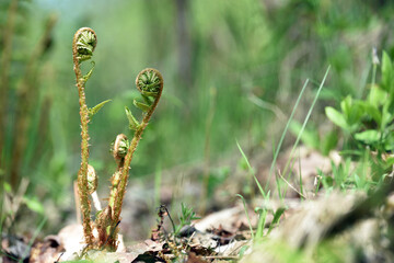 young fern in spring. green leaves in the forest for background. Natural green fern leaves texture in the forest close up on a blurred background. foliage natural floral background. close-up