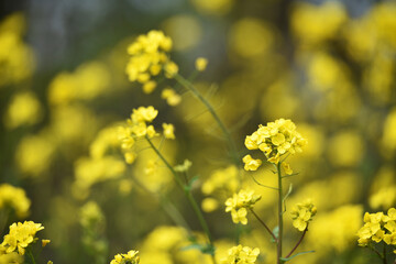 Rapeseed. Brassica napus. are blooming in sunny summer day. yellow flower, isolated on blurred natural background. agriculture, in Europe or Asia. floral background. growing in the field, soft focus