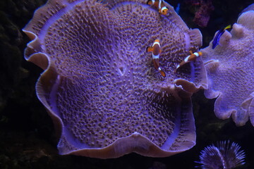 umbrella leather coral