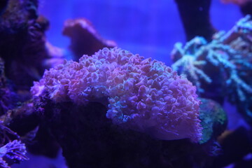 Frogspawn coral, scientifically known as Euphyllia divisa, is a species of large-polyped stony coral (LPS) belonging to the family Euphylliidae. It is native to the Indo-Pacific region|米粉珊瑚