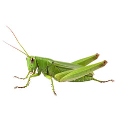 grasshopper isolated on white