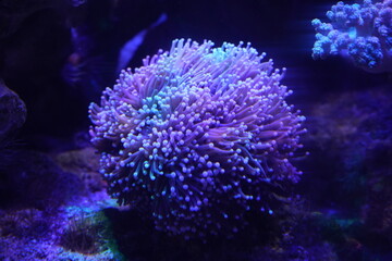 The Anemone is a beautiful flowering plant known for its delicate, vibrant blooms and symbolic meanings. It belongs to the Ranunculaceae (buttercup) family and is popular in gardens, floral arrangemen