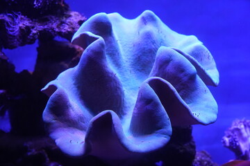 The Toadstool Coral, also known as Sarcophyton spp., is a type of soft coral belonging to the family Alcyoniidae. It is named for its distinctive mushroom-like appearance, with a central stalk and lar