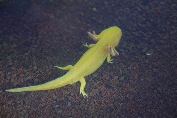 Axolotl|Ambystoma mexicanum|墨西哥鈍口螈