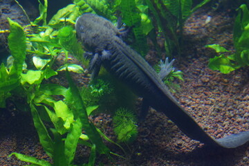 Axolotl|Ambystoma mexicanum|墨西哥鈍口螈