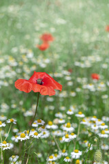 Beautiful large red poppy on a chamomile field. Copy space