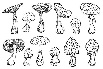 A set of doodle sketches of forest grebes, fly agaric. Ornamental plants. Vector graphics.