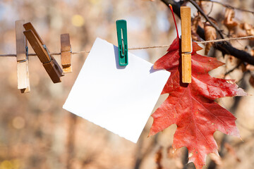 on a rope a piece of white paper for an inscription, notice, autumn leaves. place for ads....