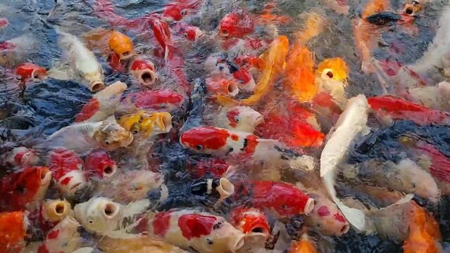 Feeding food for Colorful koi fish or fancy carp in the pond 