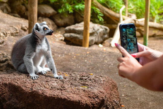 Female tourist is taking a picture of a lemur. Close-up portrait of ring-tailed lemur (Lemur catta) sitting on a rock in a jungle and looking around. Fuerteventura, Spain.