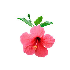 Hibiscus flower isolated on transparent background