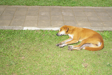 Naklejka na ściany i meble seen a dog sleeping soundly in a field park