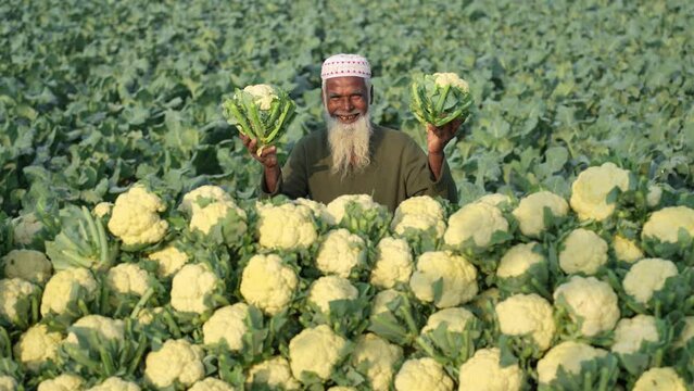 Meet a proud farmer in Bangladesh holding his freshly harvested cauliflower, showcasing the joy and success of local agriculture. A heartwarming portrait of dedication and hard work in farming