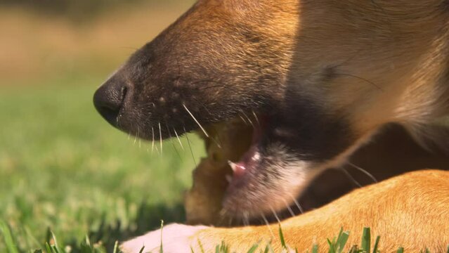 CLOSE UP, DOF: Mouth of a puppy munching a delicious natural snack for teething. Young brown doggy is busy chewing on a tasty dried barf treat. A well deserved reward for little dog after training.