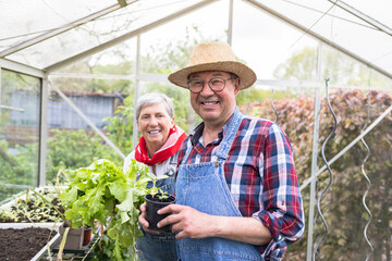Happy elderly couple as they proudly display their abundant harvest in a greenhouse.