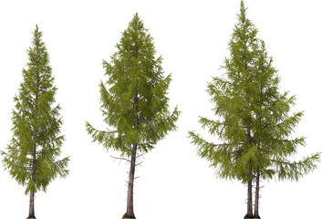 fir tree forest conifers, east american larch, hq arch viz cutout, 3d render plants - obrazy, fototapety, plakaty
