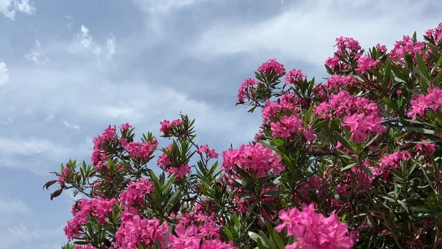 Oleander flowers pink blossom bush and sky.