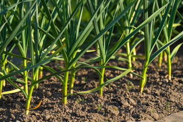 fresh herbs, garlic leaves, purslane growing in a garden bed, agriculture, vegetables
