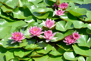 Pink Water Lily on a pond in a summer day.
