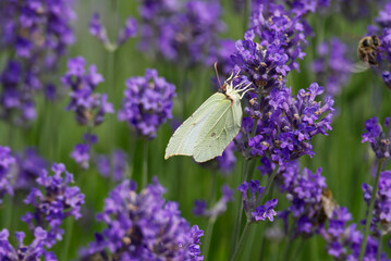 Common brimstone butterfly (Gonepteryx rhamni) sitting on lavender in Zurich, Switzerland