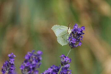 Common brimstone butterfly (Gonepteryx rhamni) sitting on lavender in Zurich, Switzerland