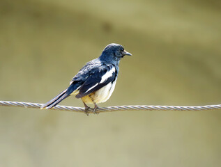 Oriental magpie-robin bird on the electric wire.a small passerine bird.