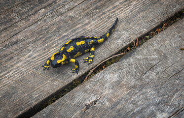 Close up of Fire Salamander on wood