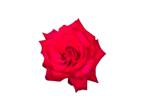 Aufgeblühte Rose Rosenblüte freigestellt