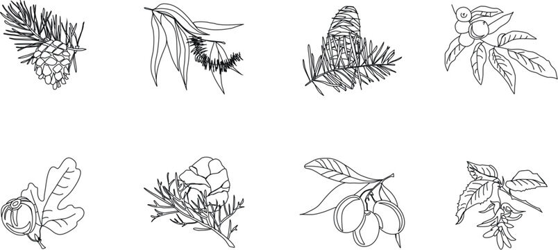 Logos of plants. Set of eight vector images of the fruit of coniferous and deciduous trees.