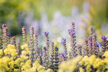 lavender field in region,summer meadow landscape, a palette of colors and tenderness