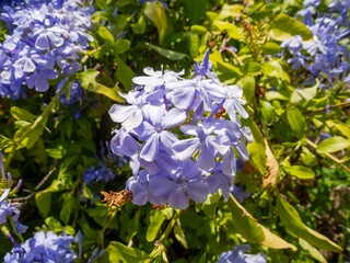 Flor de Plumbago auriculata o jazmín azul.