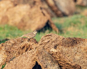 A crested skylark looking strait