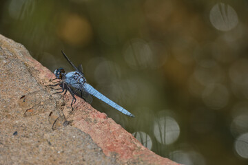 dragonfly on water