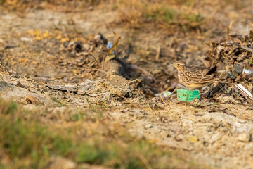 A crested Skylark resting