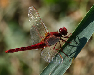 dragonfly on a branch