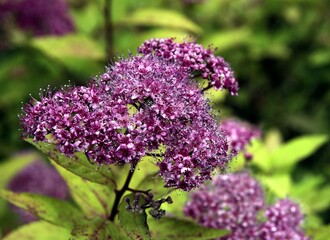purple flowers of spiraea japonica bush in the garden
