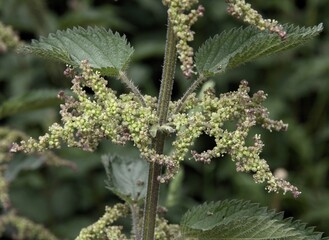 nettle plant blossoming in summer or spring close up